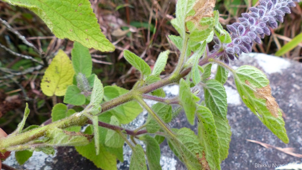 Pogostemon reflexus Benth.